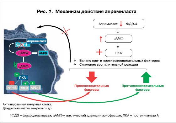 Скор механизм действия. Механизм действия герметиков. Апрепитант механизм действия. Механизм действия отбеливающих средств. Адалимумаб механизм действия.