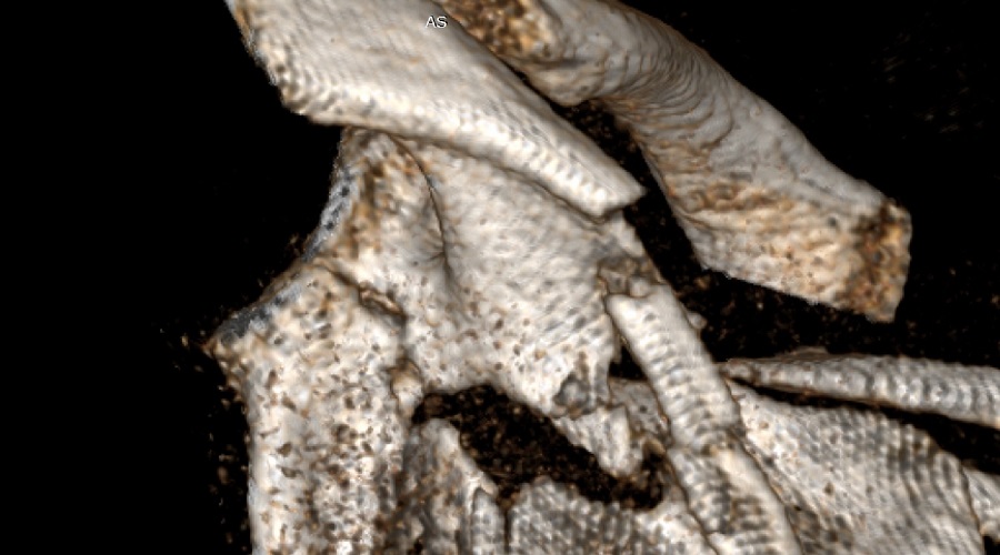 ris.2(1).jpg (113 KB)